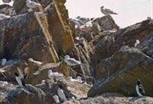 Razorbills Observation